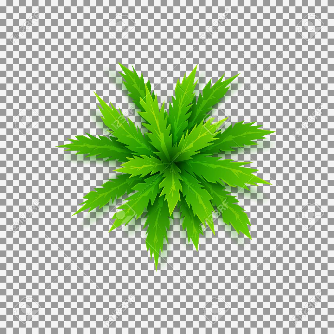 top view on green cartoon palm tree vector illustration royalty free cliparts vectors and stock illustration image 72504785 top view on green cartoon palm tree vector illustration