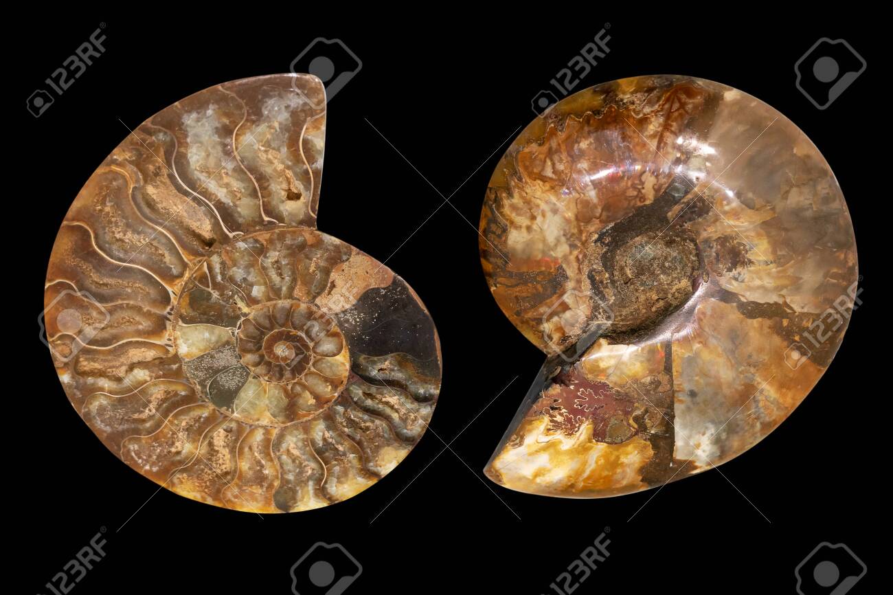 Nautilus Shell Fossil Isolated On Black Background Sliced Fossil Stock Photo Picture And Royalty Free Image Image