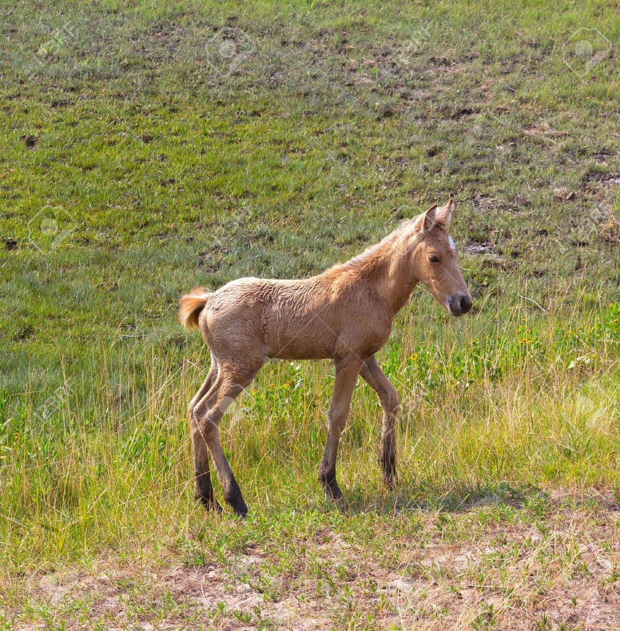 野生馬アサティーグ島に新生児馬します の写真素材 画像素材 Image 野生馬アサティーグ島に新生児馬します の写真素材 画像素材 Image