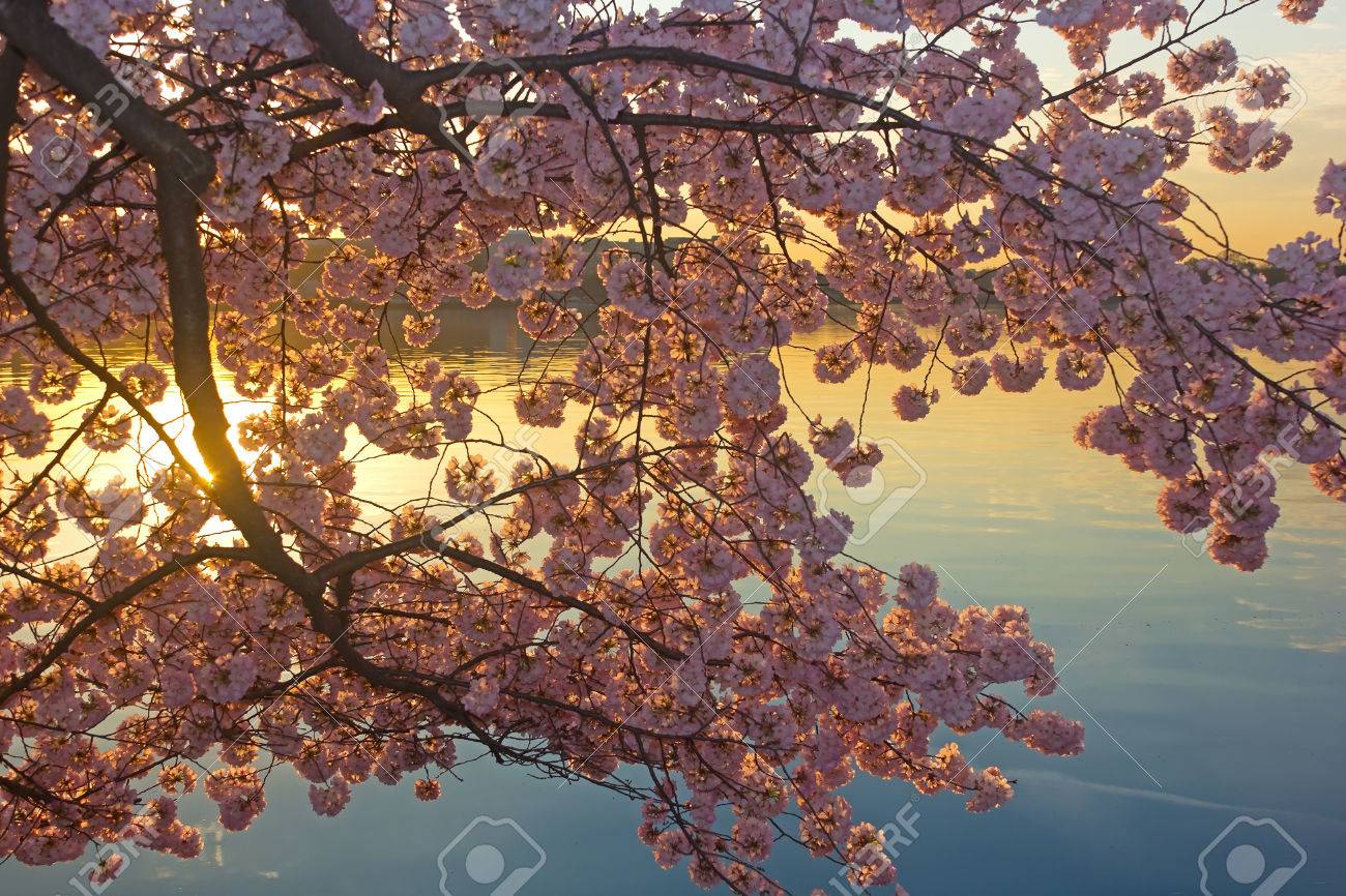 Tidal Basin、ワシントン DC 桜満開 Tidal Basin の周りを明るく