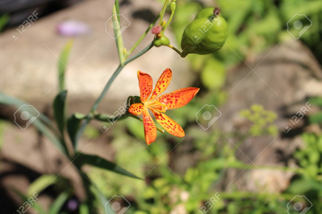 クローズ アップの観葉植物アイリス イエバエ Lleopard 花としてよく知られています 癒し効果があります 背景をぼかした写真 の写真素材 画像素材 Image クローズ アップの観葉植物アイリス イエバエ Lleopard 花としてよく知られています 癒し効果があります 背景をぼかした写真 の写真素材 画像素材 Image