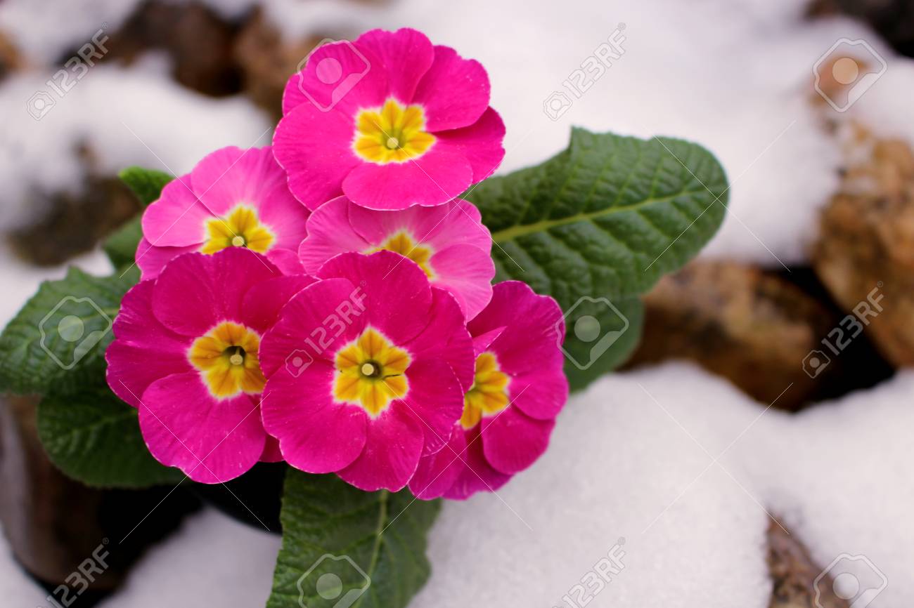 雪の中の花プリムラをクローズアップ 緑の葉と春の花の観賞用プリムラ 花柄の上からの眺め プリムラは草本の開花植物の属です の写真素材 画像素材 Image