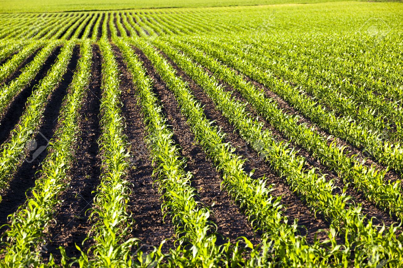 Planta De Maiz Imagenes Y Fotos 123rf