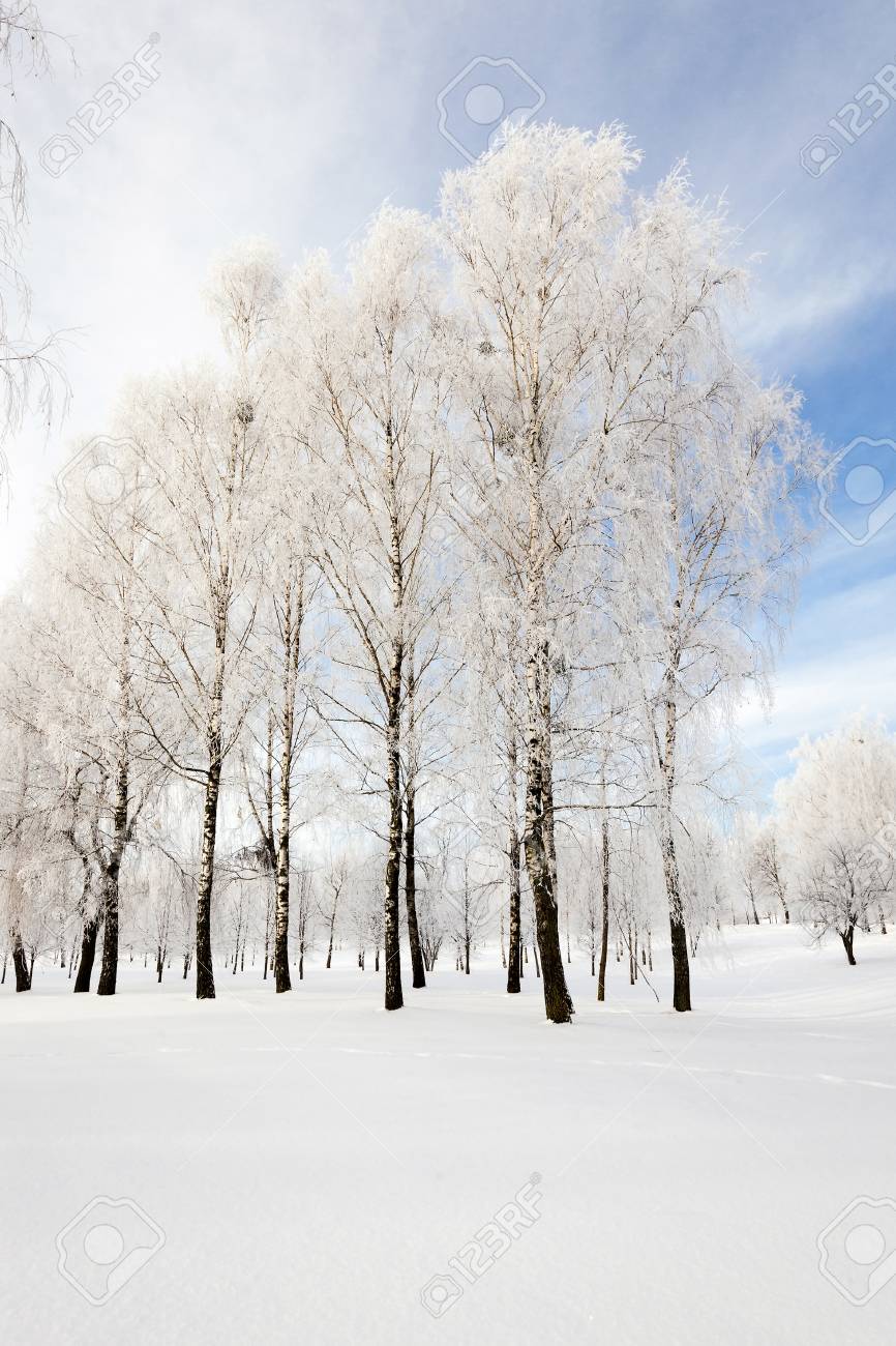 Laubbaume Im Winter Fotografiert Schnee Auf Dem Boden Lizenzfreie Fotos Bilder Und Stock Fotografie Image