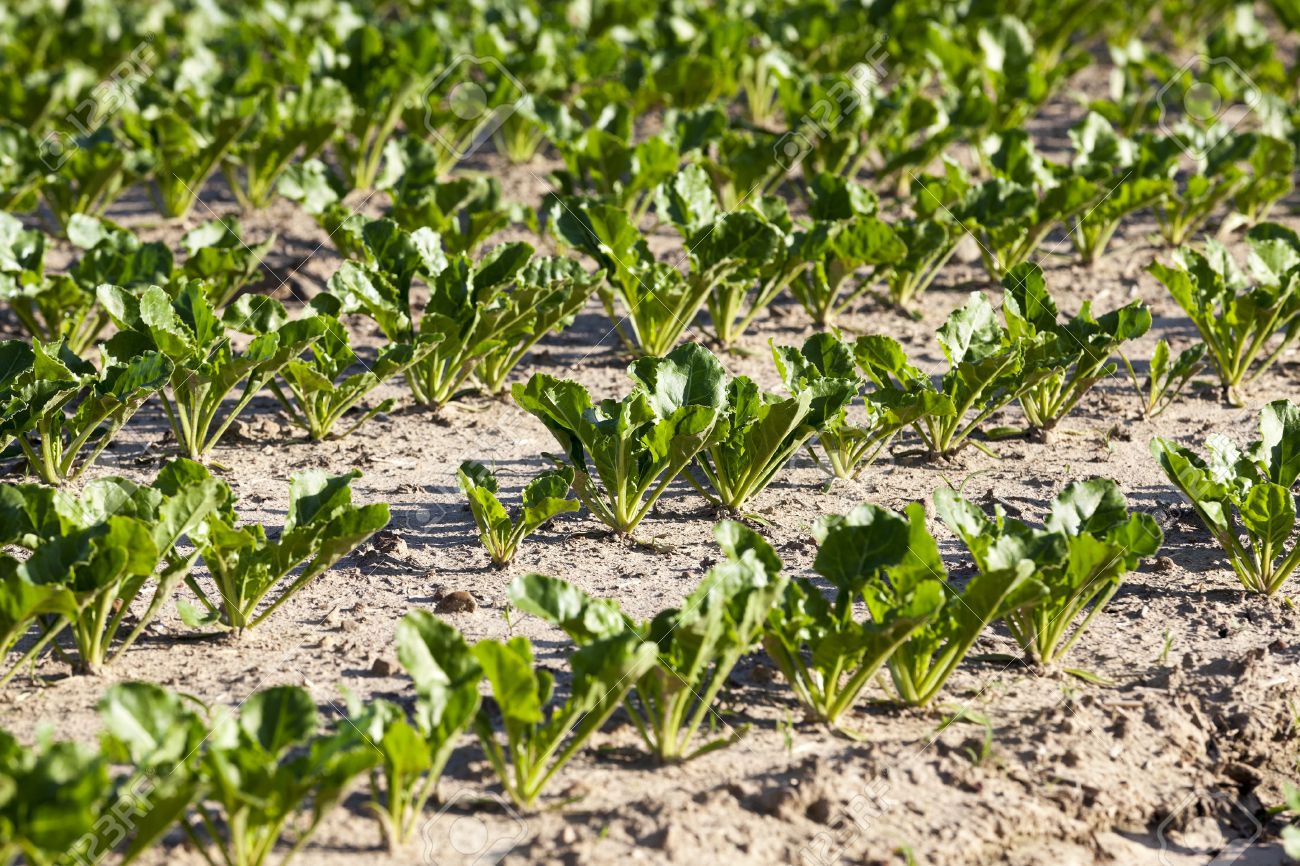 how to grow sugar beets