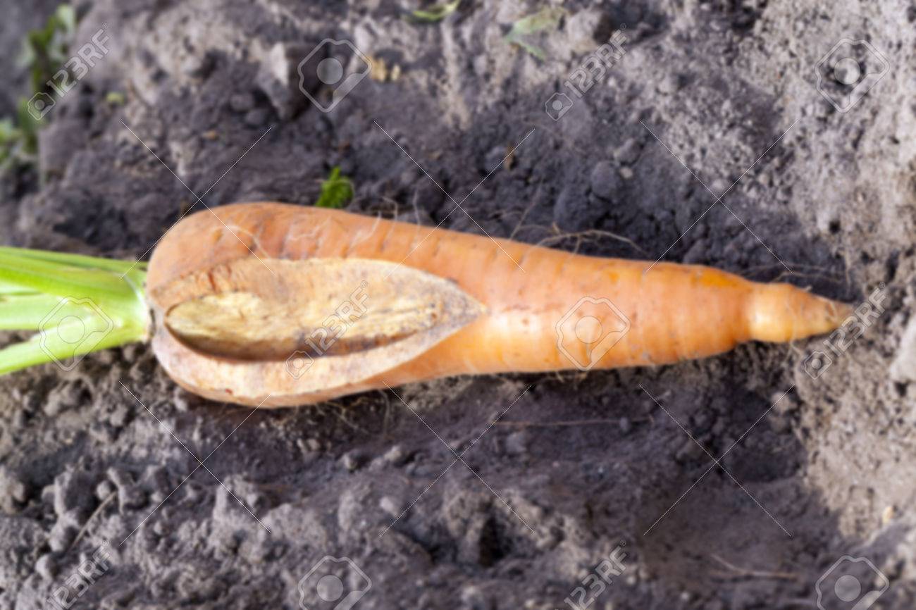 Фомозная гниль моркови. На моркови белые личинки. Болезнь моркови и их борьба. Фомозная гниль моркови. Заболевания моркови церкоспороз.