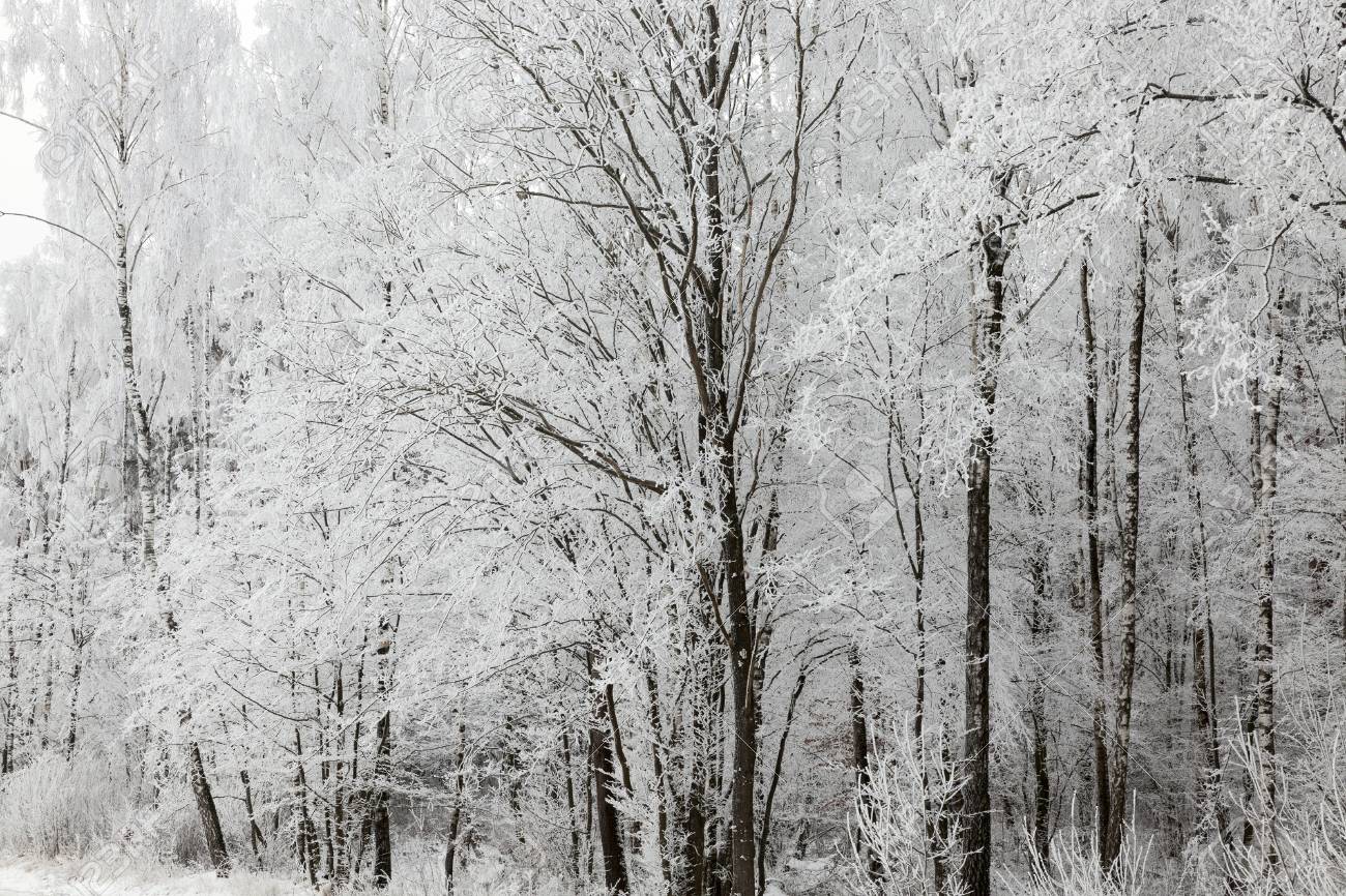 Naked Trunks Of Deciduous Trees In The Winter Season The Thin Stock Photo Picture And Royalty Free Image Image
