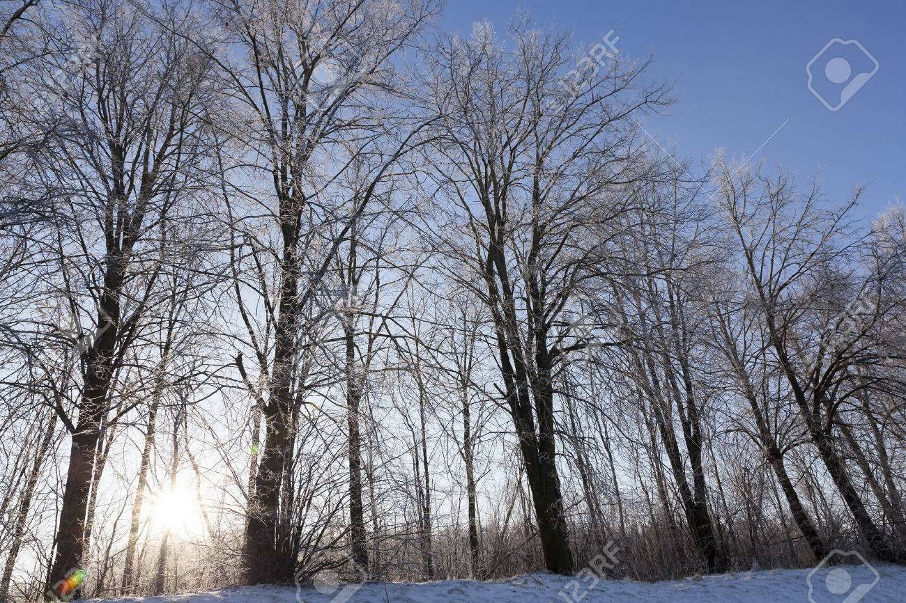 Deciduous Trees In The Winter Season After A Snowfall Against Stock Photo Picture And Royalty Free Image Image