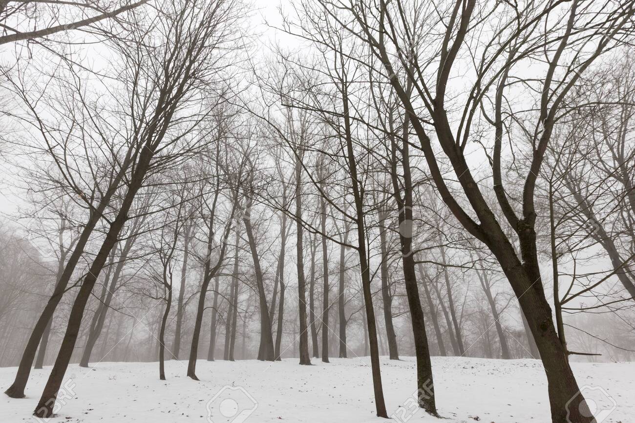 Winter Forest With Bare Deciduous Trees In The Daytime Mist And Stock Photo Picture And Royalty Free Image Image