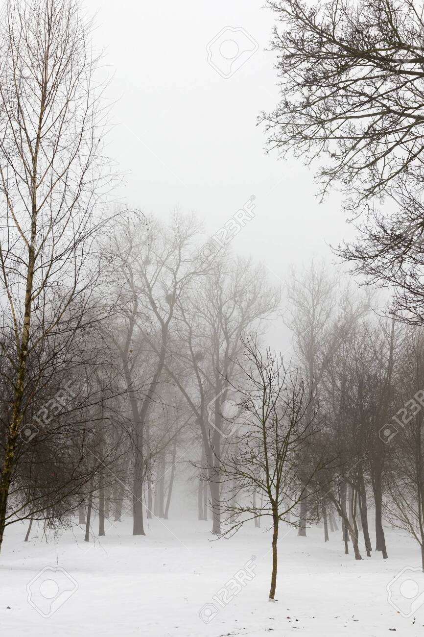 Winter Forest With Bare Deciduous Trees In The Daytime Mist And Stock Photo Picture And Royalty Free Image Image
