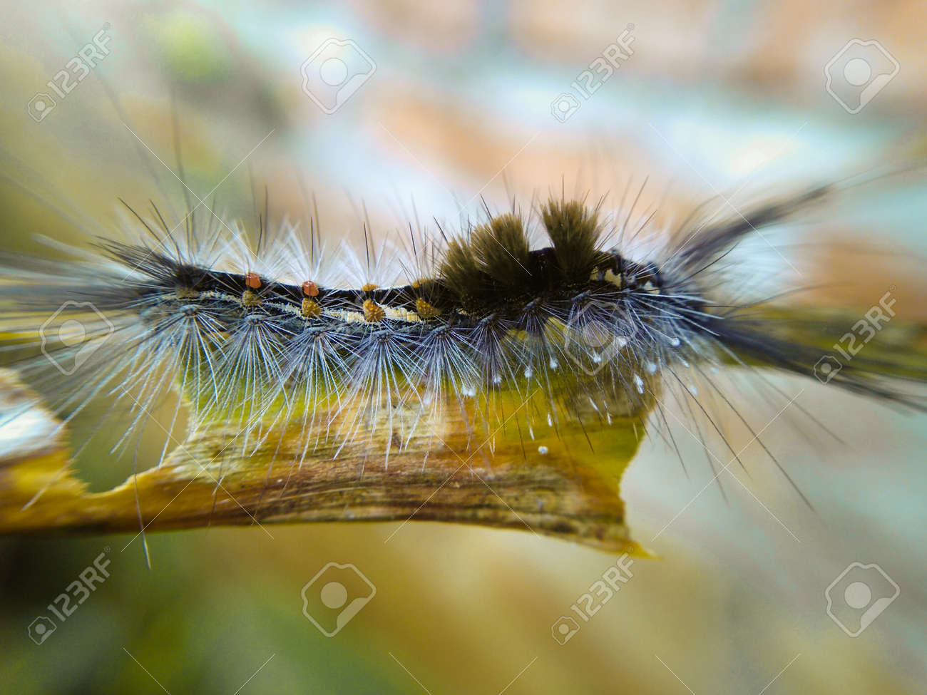 etiam-dictum-ipsum-a-felis