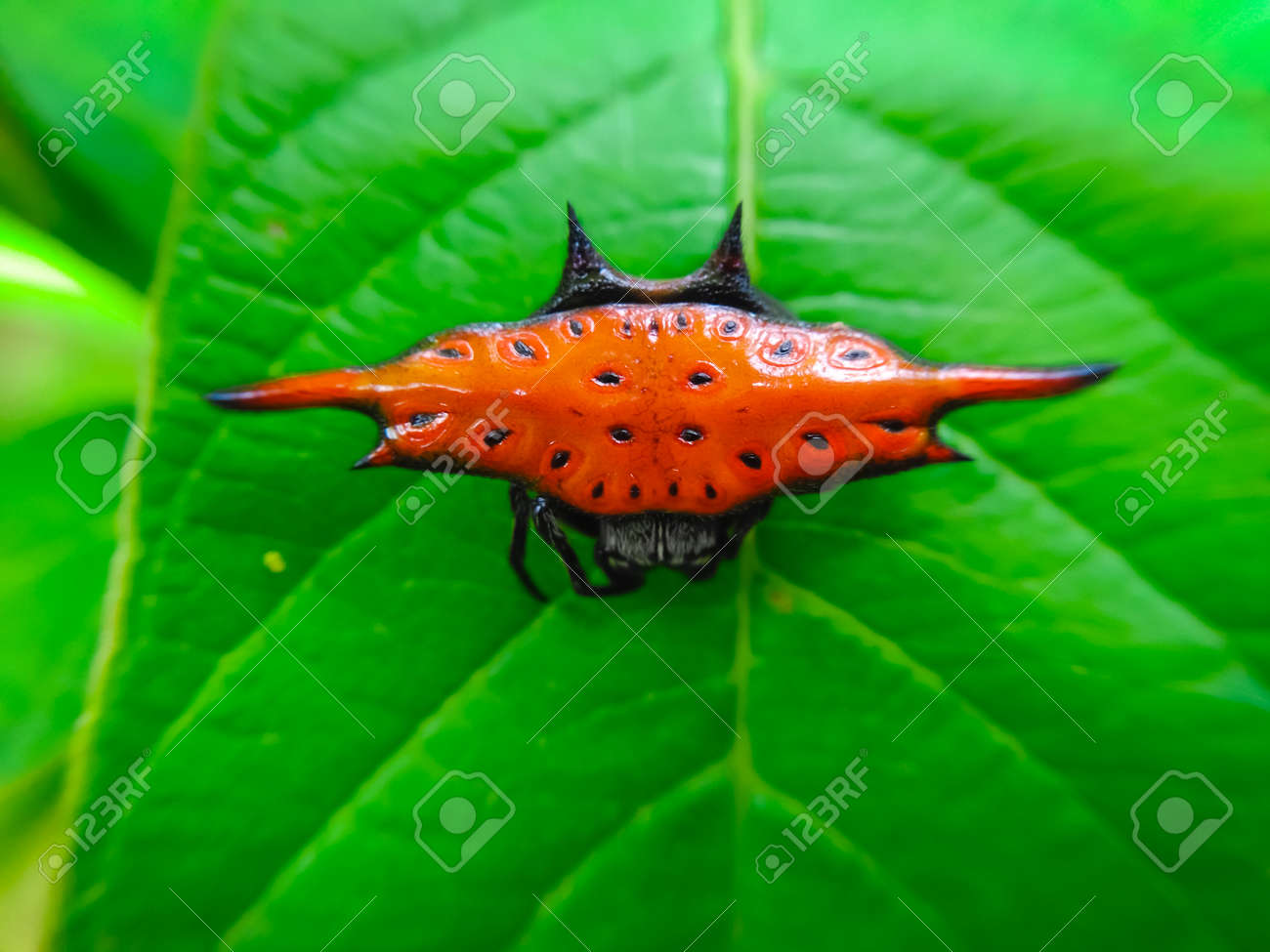 etiam-dictum-ipsum-a-felis