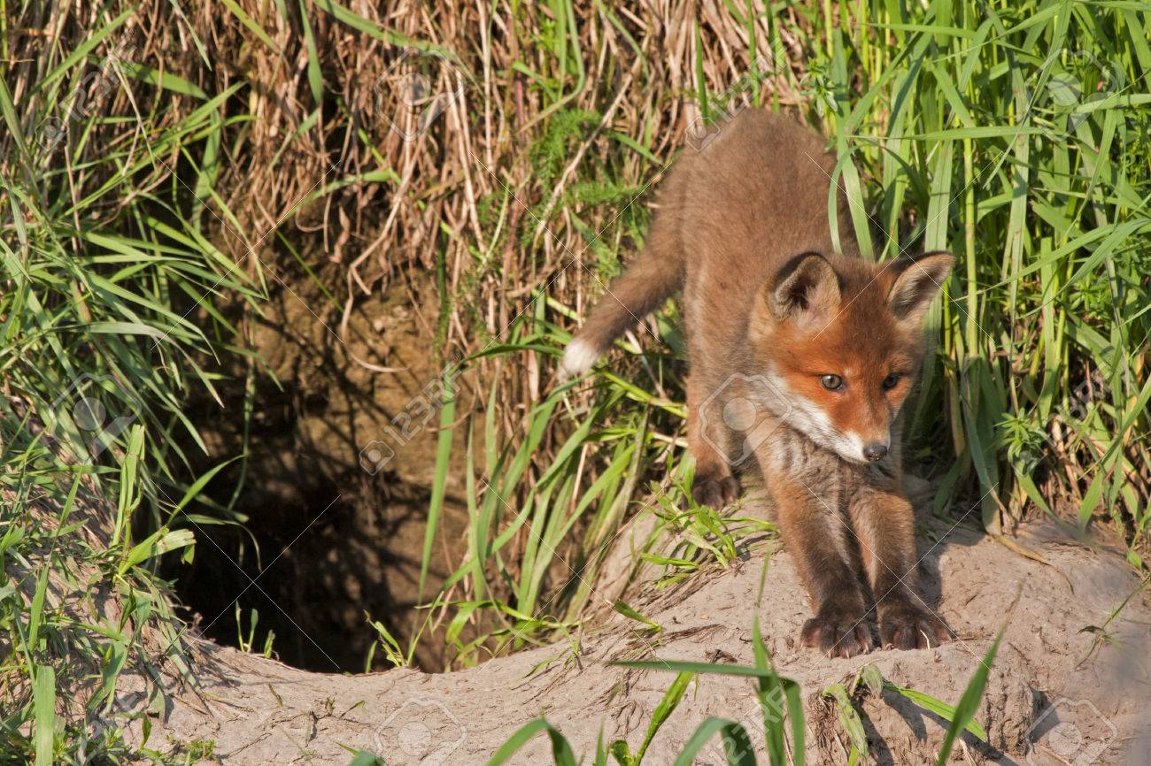 若いキツネと三十路の狸様確認用 ふさわしかっ 