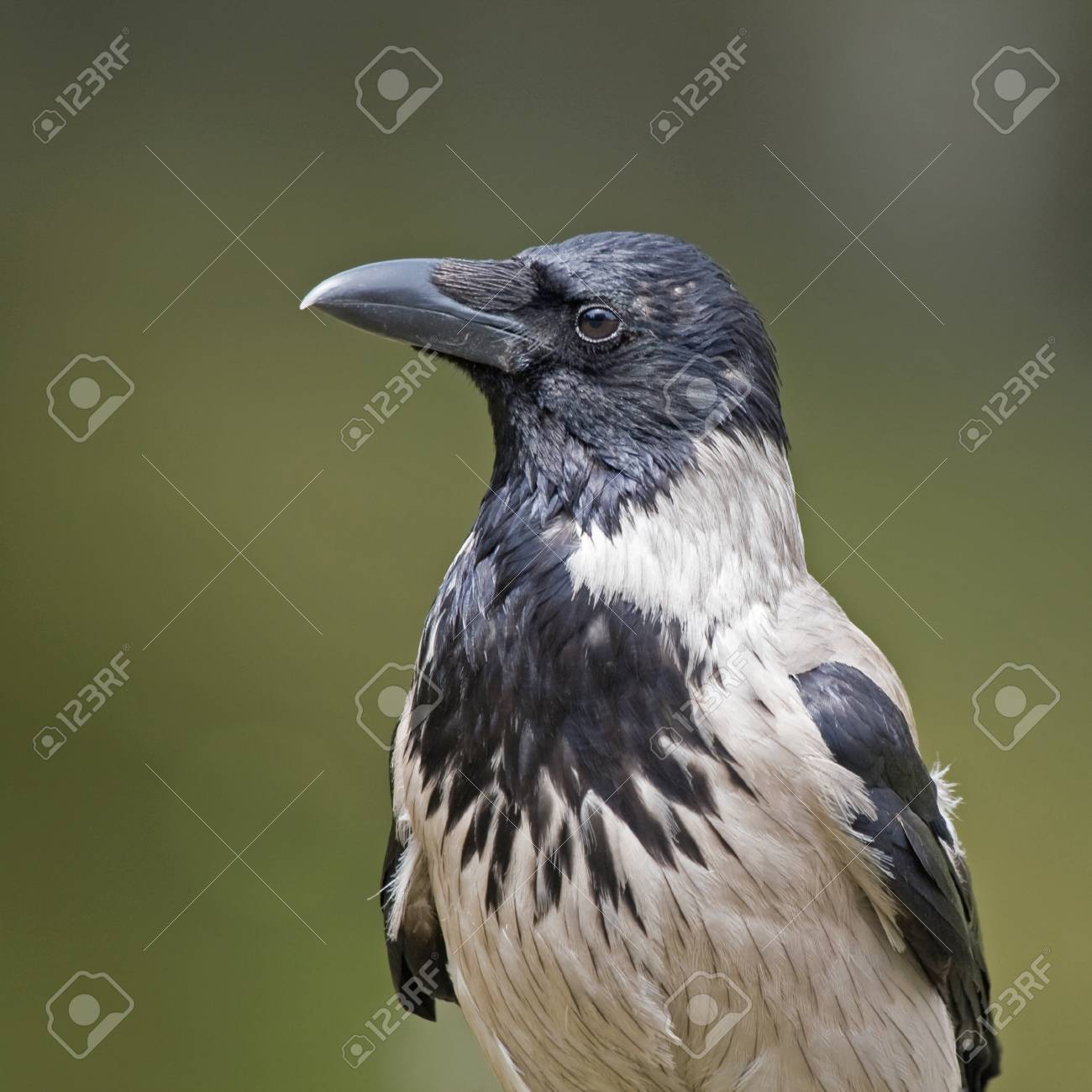 カラスのクローズ アップ フード付きのカラス からす座 Cornix の写真素材 画像素材 Image