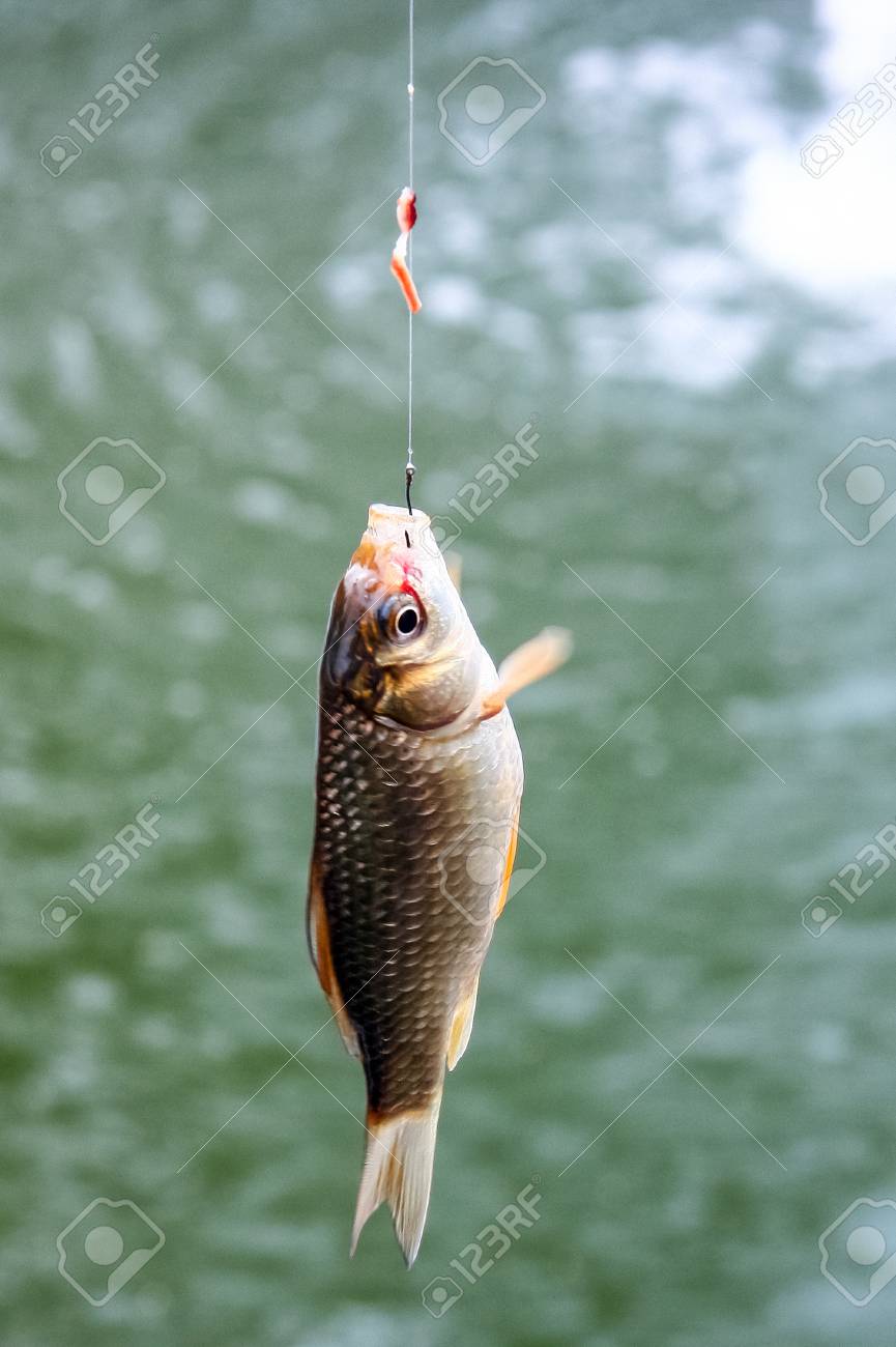 fish hooked