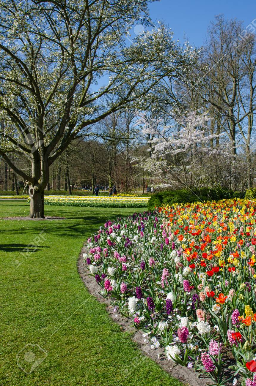 Magnifique Paysage Avec Des Parterres De Fleurs Colores Et Des Motifs De Fleurs Dans Le Parc Keukenhof Hollande Europe Banque D Images Et Photos Libres De Droits Image