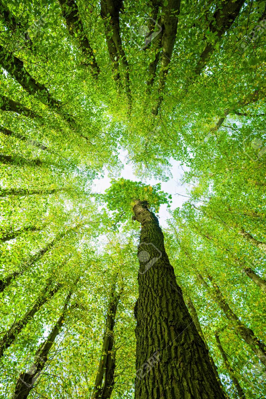 Low Angle Shot Of Green Forest Oak Tree And Lime Trees From