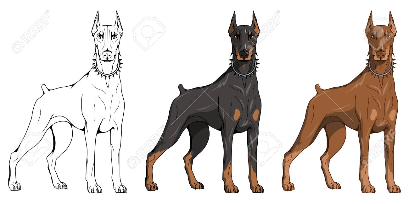 Doberman Pinscher American Doberman Pet Logo Dog Doberman Colored Pets For Design Colour Illustration Suitable As Logo Or Team Mascot Dog Illustration Vector Graphics To Design Royalty Free Cliparts Vectors And Stock