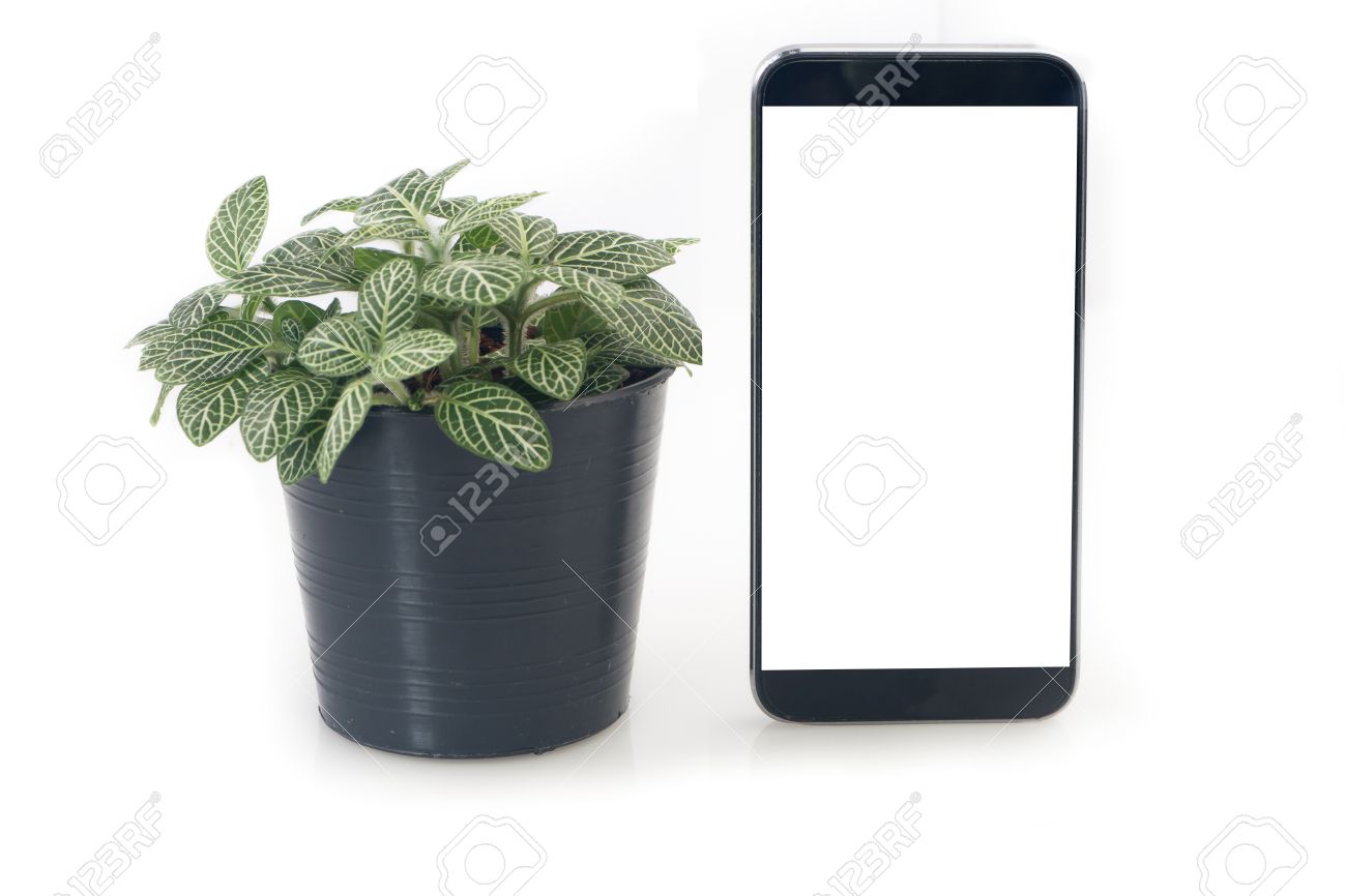 Nerve Plant Sur Pot De Fleurs Et Ecran Vierge De Smartphone