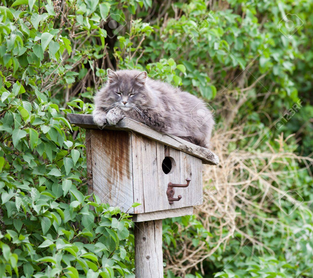 cat bird house