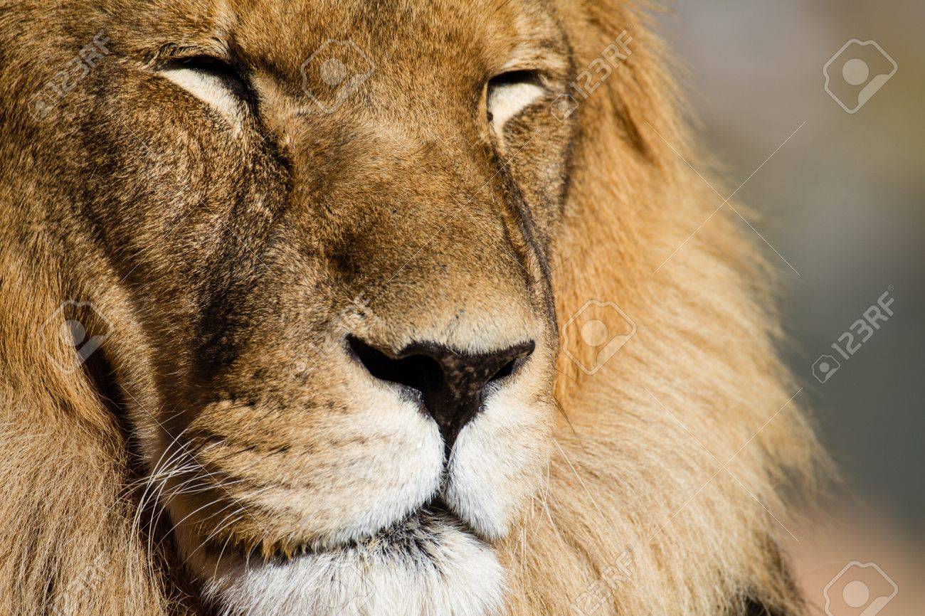 Majestic Lion Close Up Eyes Closed Stock Photo Picture And
