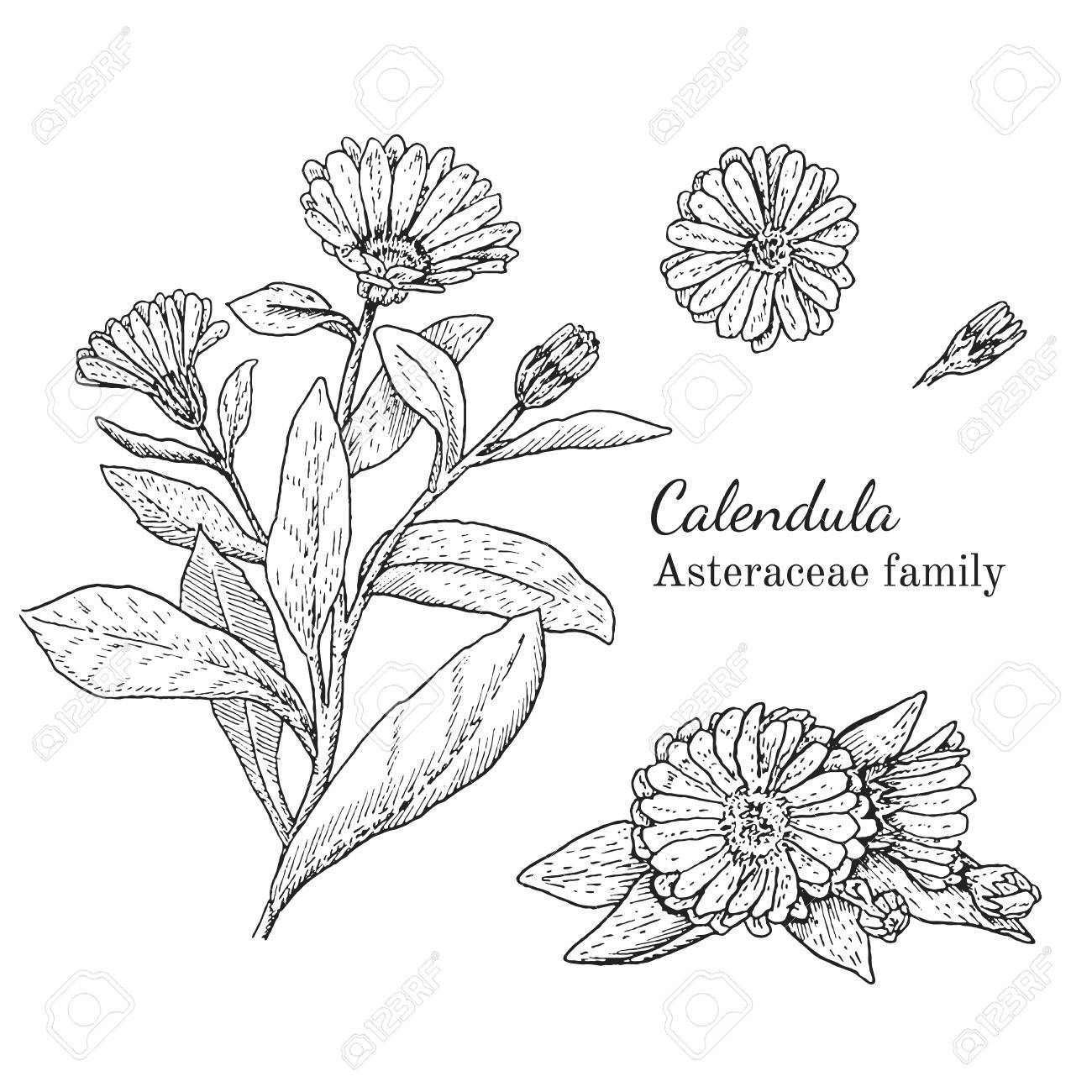 カレンデュラ ハーブ イラストをインクします 手描き植物スケッチ スタイル 絶対にベクトル 茶 Condinent オイルなど 他のアプリケーション パッケージ で使用するための良い の写真素材 画像素材 Image カレンデュラ ハーブ イラストをインクします 手描き植物スケッチ スタイル 絶対にベクトル 茶 Condinent オイルなど 他のアプリケーション パッケージ で使用するための良い の写真素材 画像素材 Image