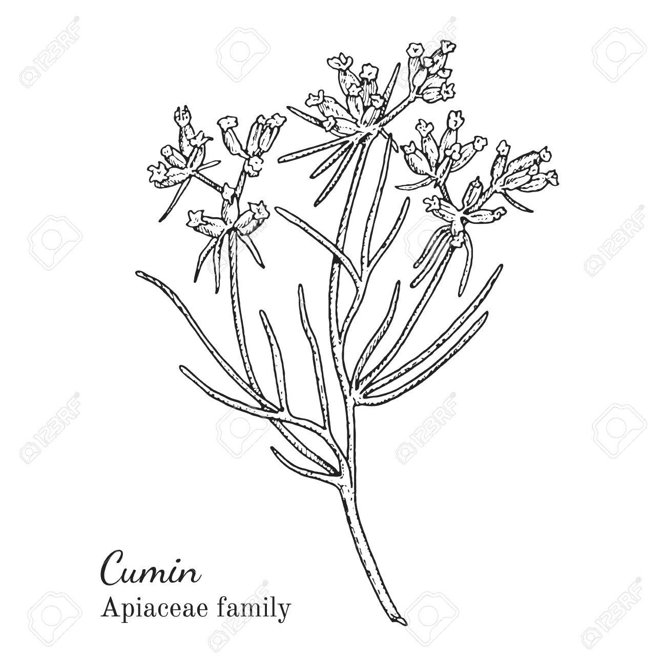 クミン ハーブ イラストをインクします 手描き植物スケッチ スタイル 絶対にベクトル 茶 Condinent オイルなど 他のアプリケーション パッケージ で使用するための良い のイラスト素材 ベクタ Image クミン ハーブ イラストをインクします 手描き植物スケッチ スタイル 絶対にベクトル 茶 Condinent オイルなど 他のアプリケーション パッケージ で使用するための良い のイラスト素材 ベクタ Image