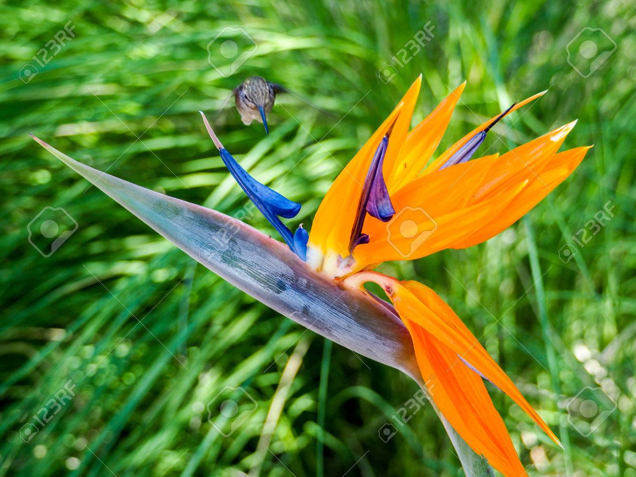 Hummingbird Feeds On Nectar From A Colourful Bird Of Paradise Flower Stock  Photo, Picture and Royalty Free Image. Image 66556446., image size:1300x975