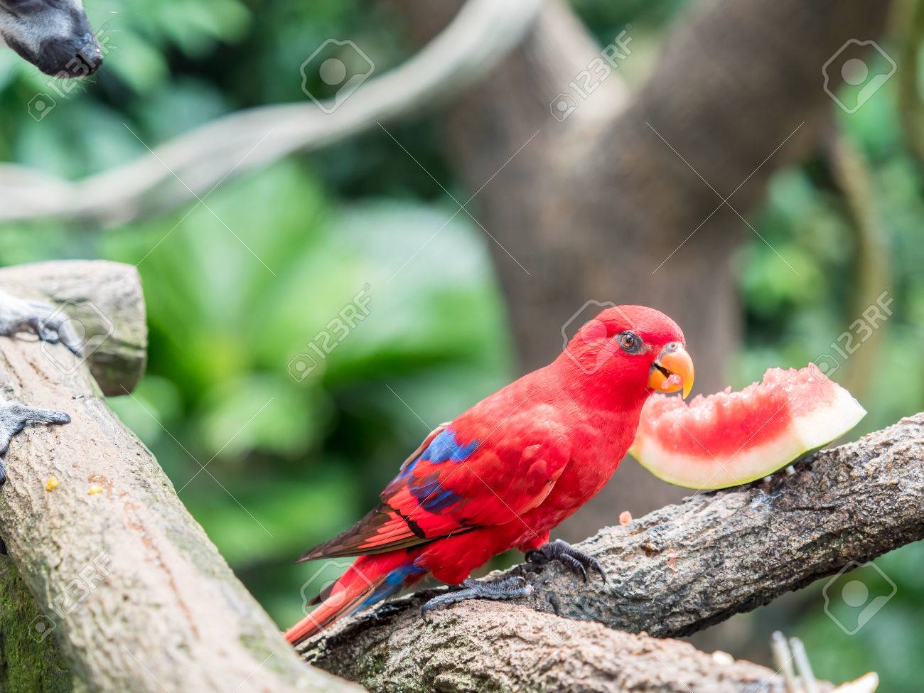 australian rainbow lorikeet trichoglossus