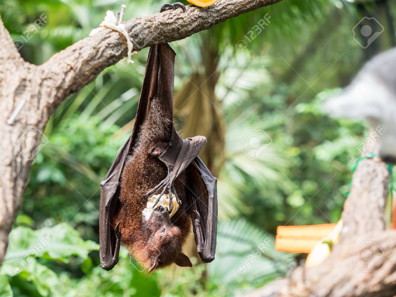 Scary Flying Fox On Tree Eating Fruits In The Zoo Stock Photo, Picture and  Royalty Free Image. Image 84991434., image size:1300x974