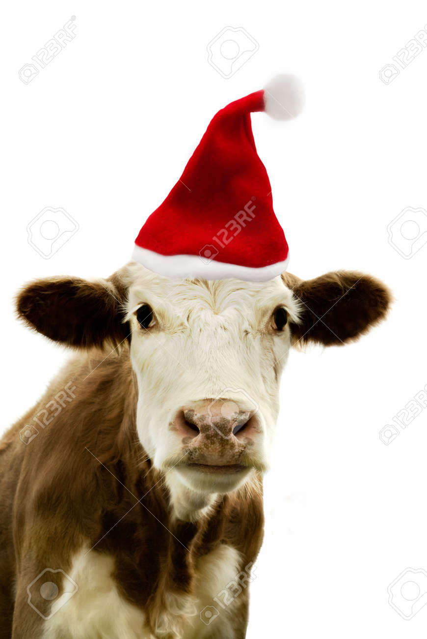 cow with hat