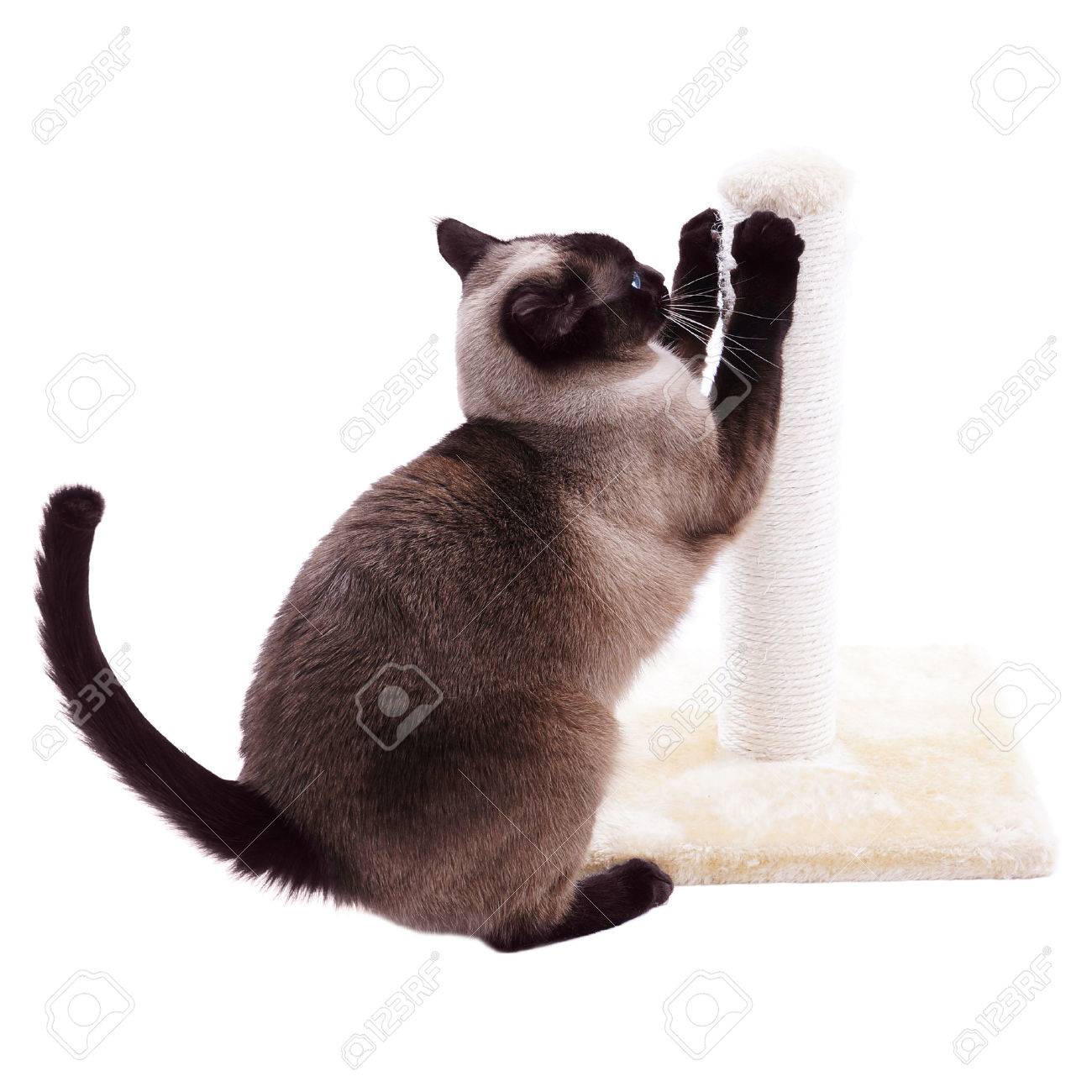難問とシャム猫 の写真素材 画像素材 Image