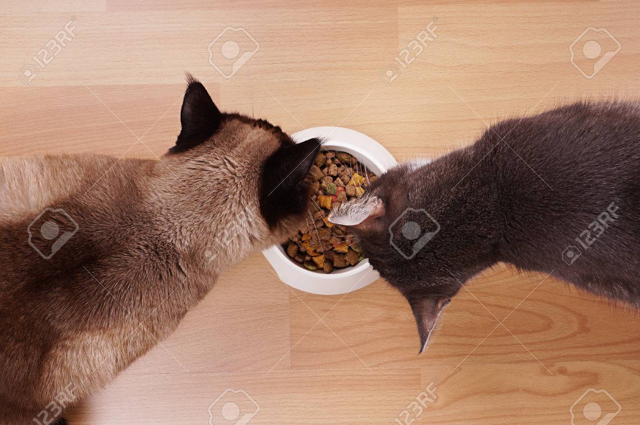 high-angle view of two cats eating from the same bowl of dried cat food - 33599709 high-angle view of two cats eating from the same bowl of dried cat food - 33599709