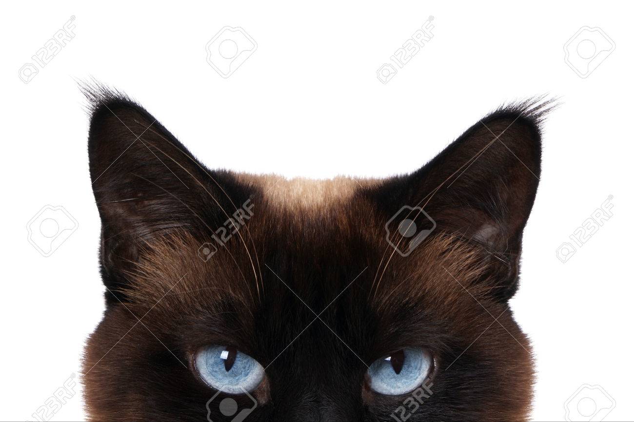 siamese cat with blue eyes peeking isolated on white - 40445708 siamese cat with blue eyes peeking isolated on white - 40445708