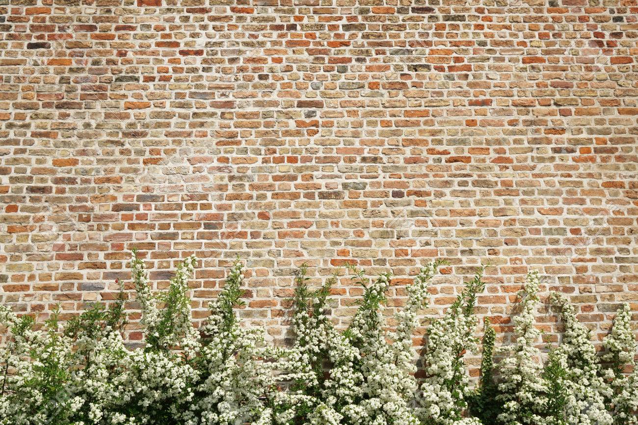 Bush With White Flowers In Front Of Old Brick Wall As Background Stock Photo Picture And Royalty Free Image Image 59982451