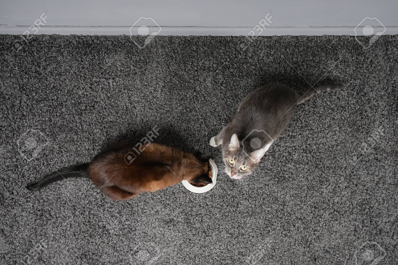 cats sharing bowl