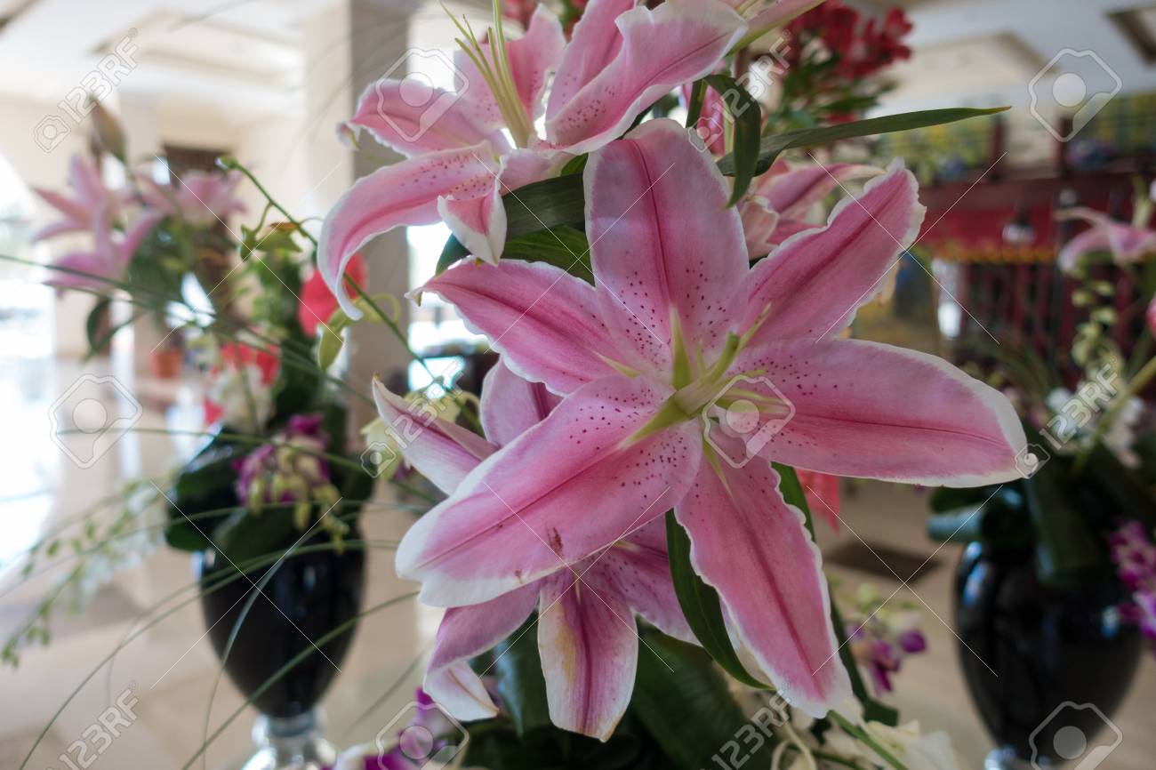 trendy cheap rixos sharm el sheik egipto de septiembre de flores preciosas magnficas with flores preciosas with flores preciosas - Fotos De Flores Preciosas trendy cheap rixos sharm el sheik egipto de septiembre de flores preciosas magnficas with flores preciosas with flores preciosas - Fotos De Flores Preciosas