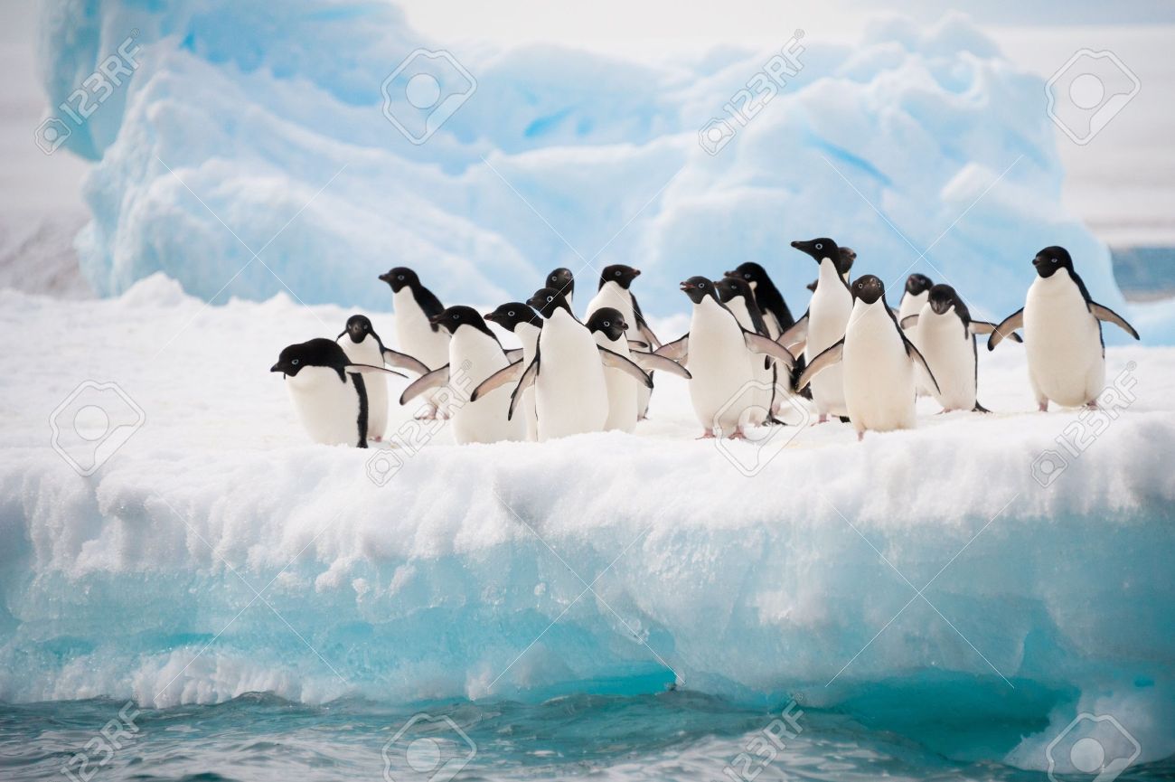 Adelie penguins colony on the iceberg Antarctica - 16630692 Adelie penguins colony on the iceberg Antarctica - 16630692