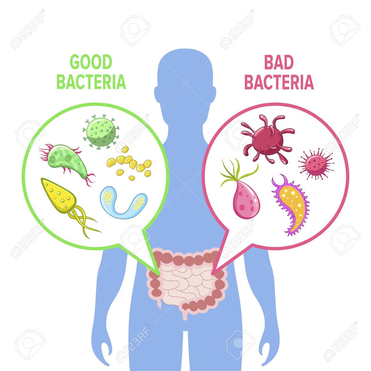 Human Intestinal Flora Vector Illustration. Intestinal Gut Good And Bad  Bacteria Visualization. Human Gut Flora Inforgraphic Image. Royalty Free  SVG, Cliparts, Vectors, and Stock Illustration. Image 111954402., image size:1300x1300