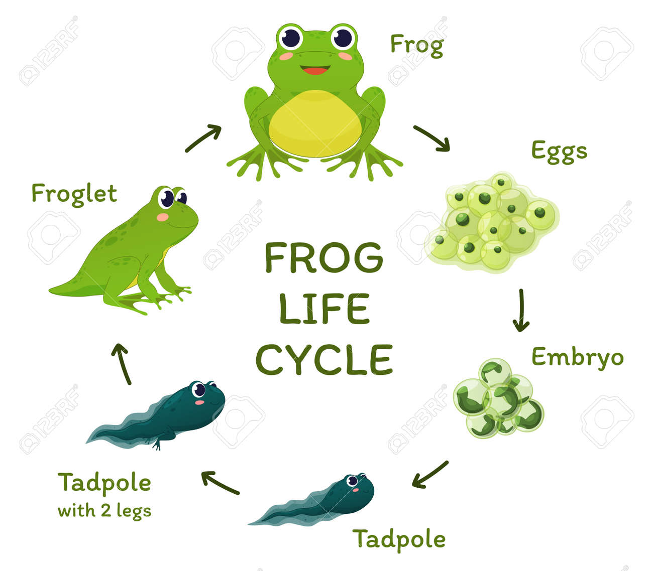 Frog Life Cycle Educational Poster Template With Arrows And Place