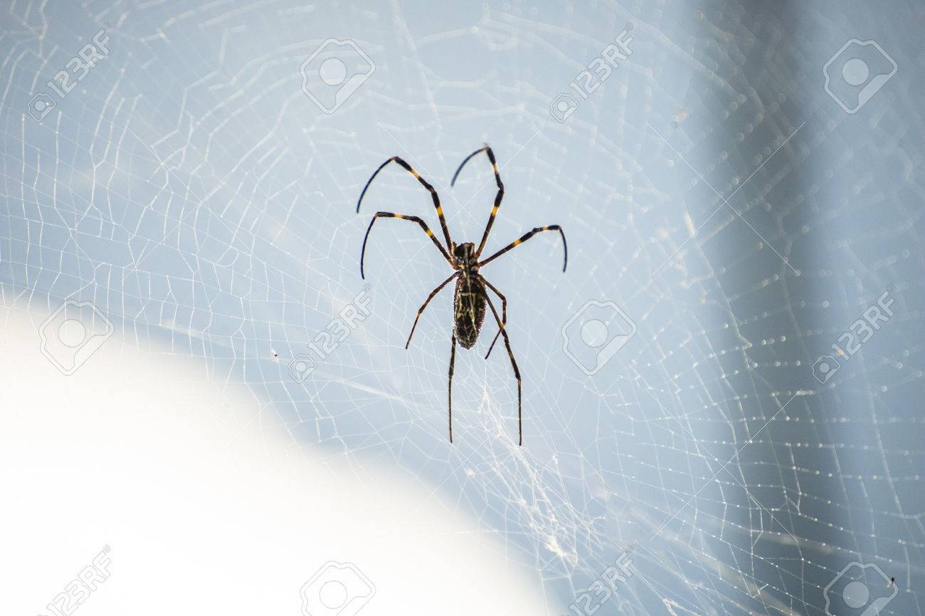 etiam-dictum-ipsum-a-felis