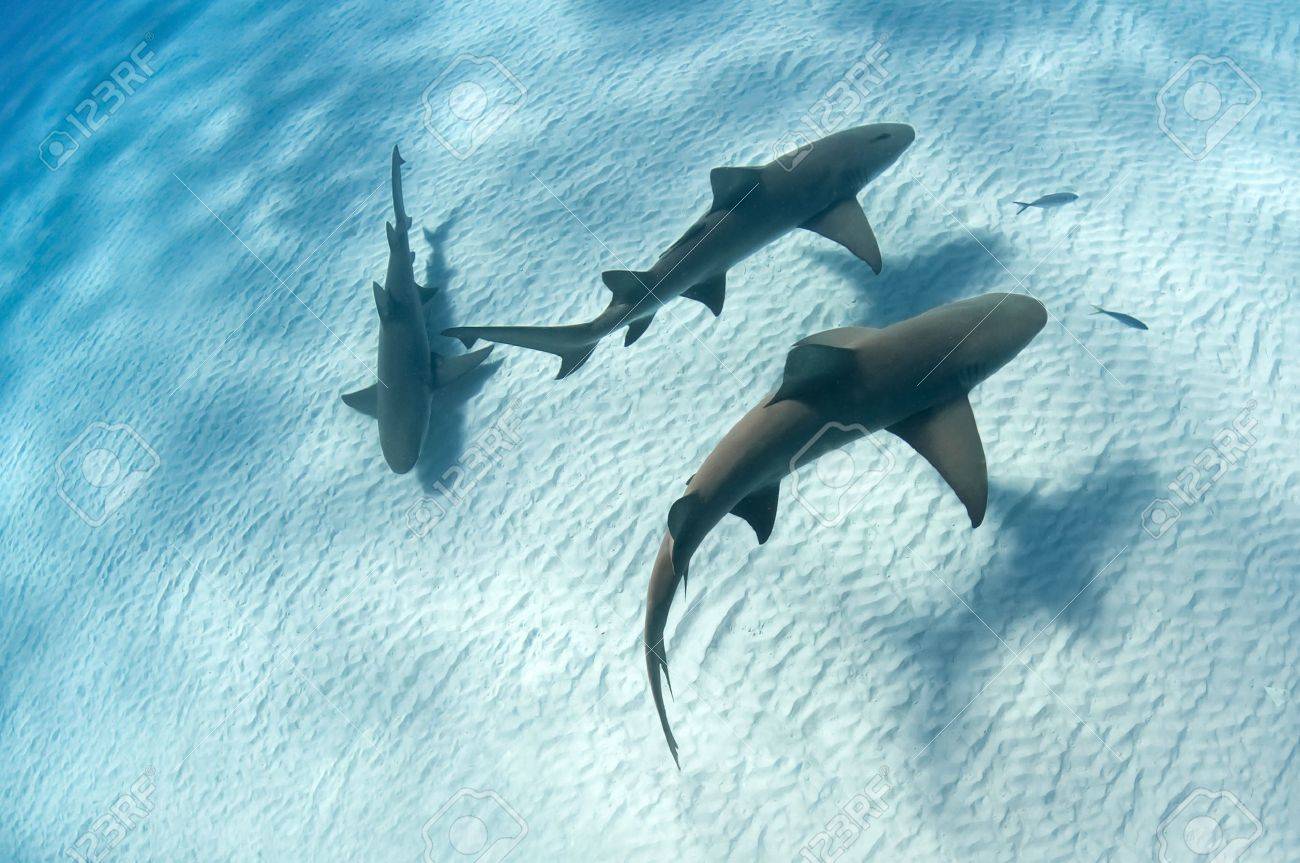 最新最全の サメの泳ぐ海 アート 写真 Originalblocos Com Br