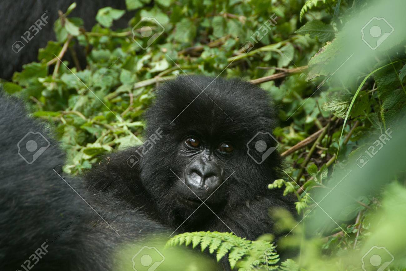 赤ちゃんゴリラ森林 ルワンダでのビュー の写真素材 画像素材 Image