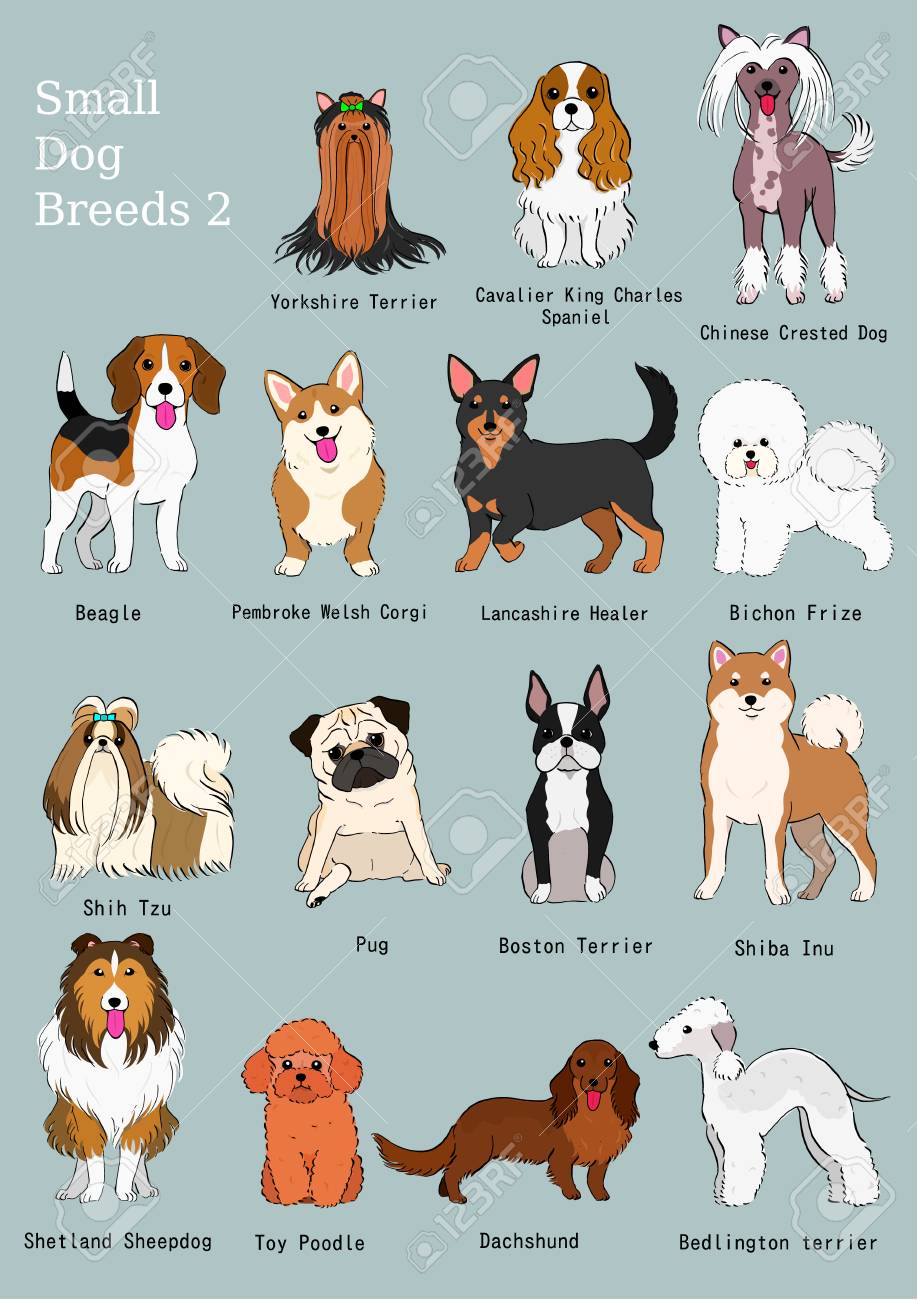 Group Of Small Dogs Breeds Hand Drawn Chart Royalty Free Cliparts, Vectors, And Stock Illustration. Image 97767616.