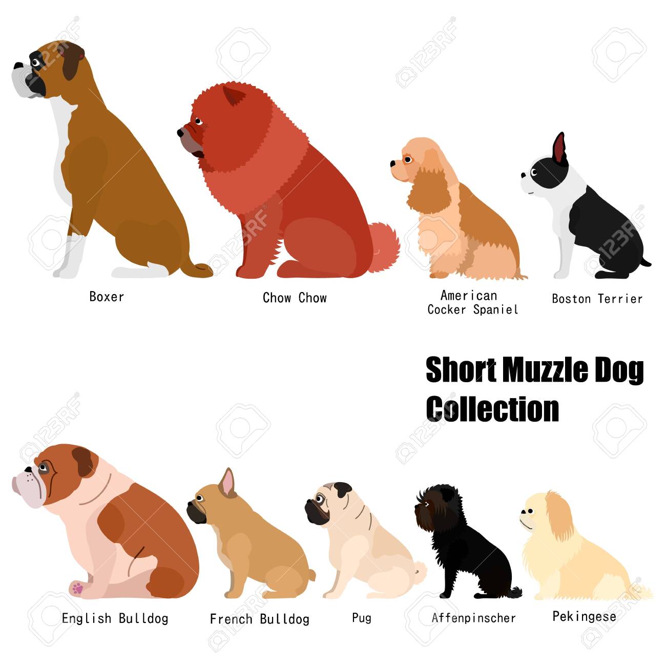 short muzzle dog breeds