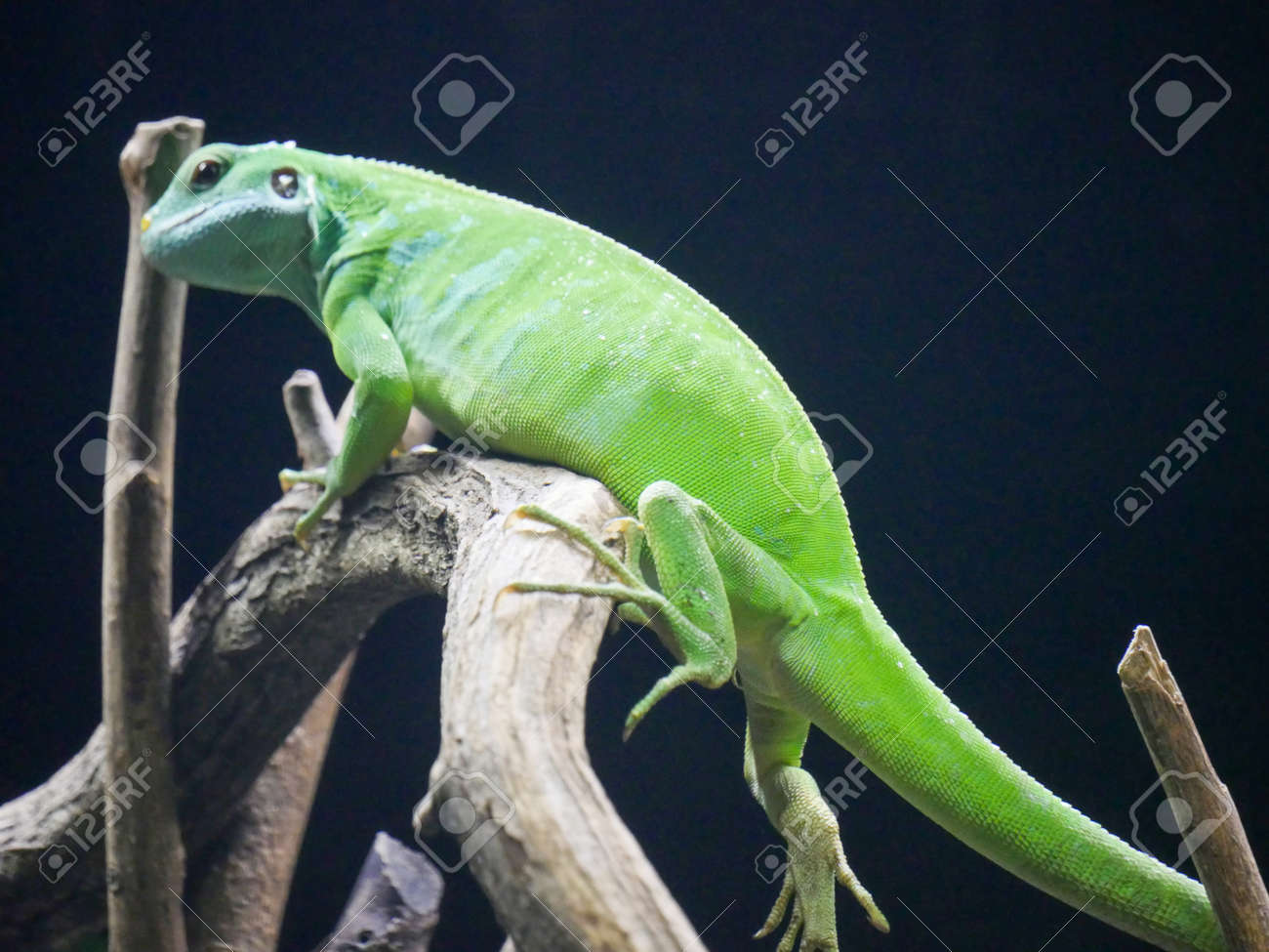 etiam-dictum-ipsum-a-felis