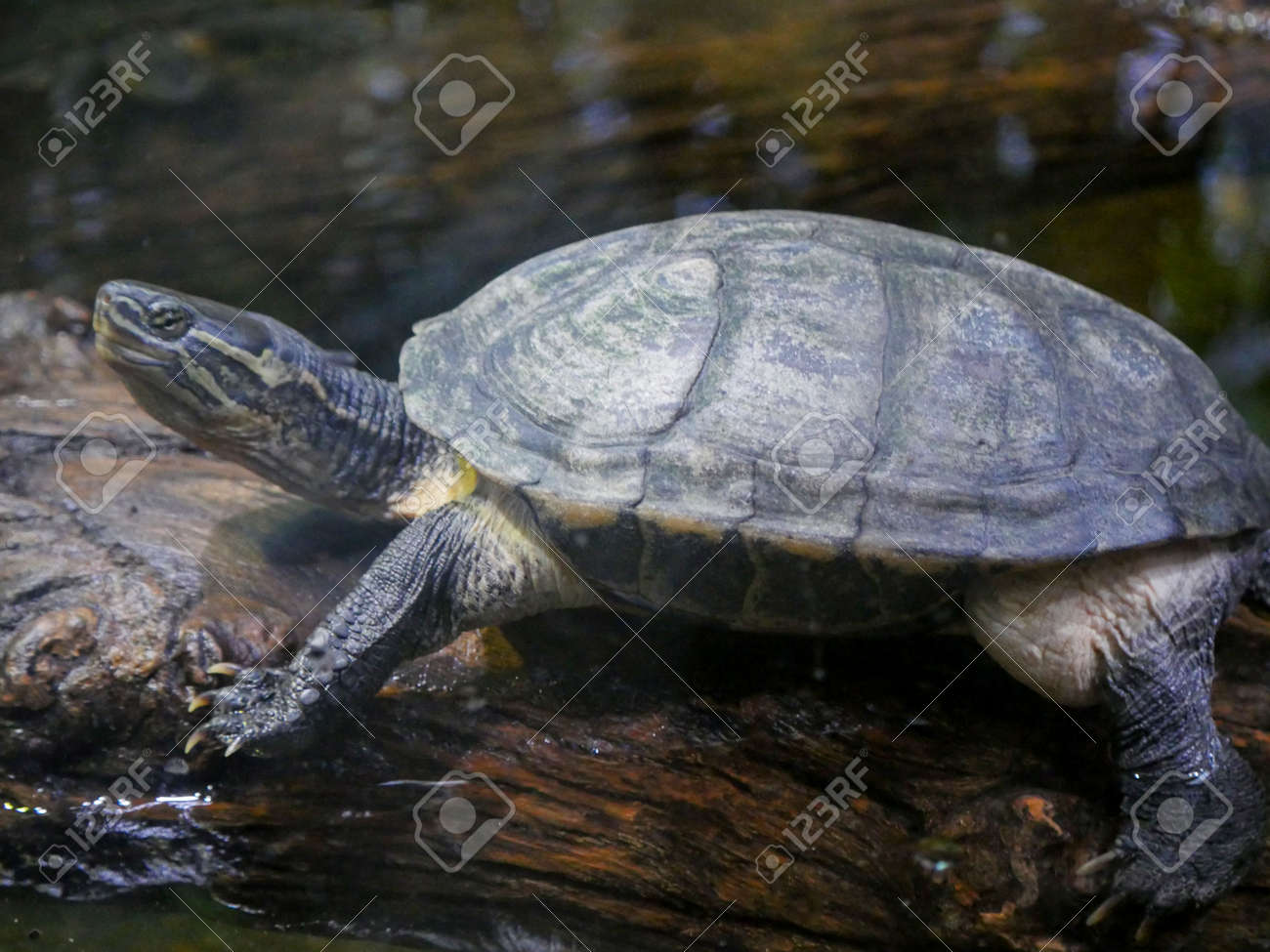 etiam-dictum-ipsum-a-felis