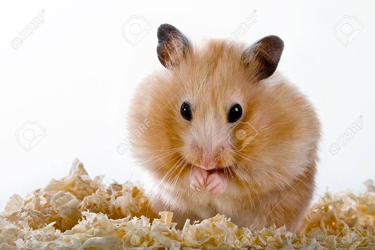 hamster sawdust