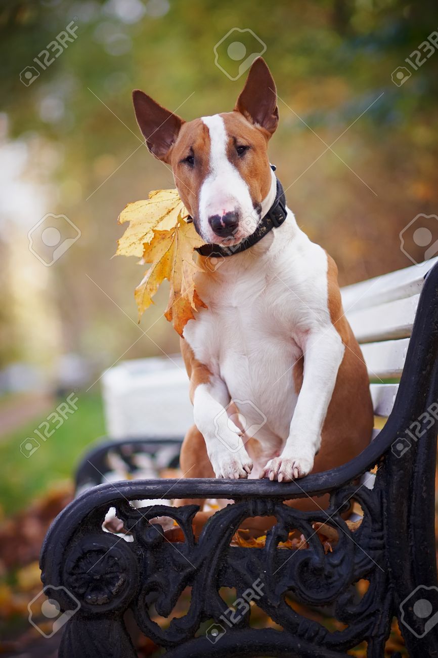 czech working line gsd