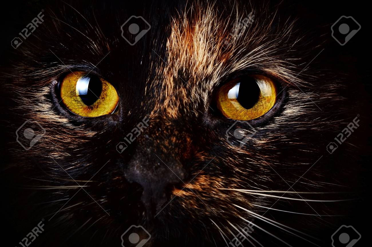 Schöne gelbe Katzenaugen Schöne gelbe Katzenaugen
